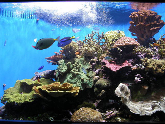air-bubbles-in-aquarium-with-fish
