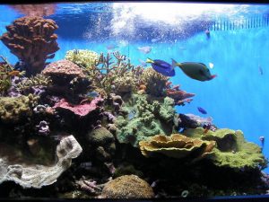 side-view-aquarium-with-fish
